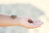 Tiny frog sitting on hand — Stock Photo