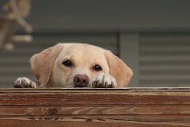 Собака смотрит через забор — стоковое фото