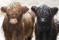 Duas vacas jovens do planalto — Fotografia de Stock