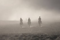Três pessoas equitação cavalo — Fotografia de Stock
