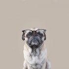 Retrato de un perro pug - foto de stock