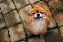 Chihuahua chien levant les yeux — Photo de stock