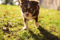 Chihuahua cachorro hacia la cámara - foto de stock