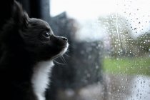 Cachorro olhando através da janela — Fotografia de Stock