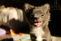 Счастливый щенок чихуахуа — стоковое фото