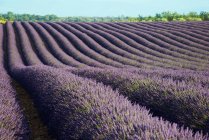 Lavender field in France — Stock Photo