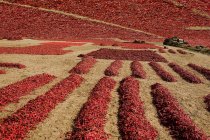 Chili drying in Thar Desert — Stock Photo