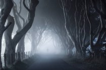 Вид вдоль туманной дорожки — стоковое фото