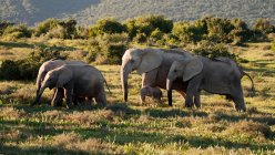 Manada de elefantes africanos - foto de stock
