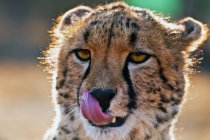 Retrato de Cheetah, África do Sul — Fotografia de Stock