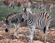 Troupeau de zèbres, Afrique du Sud — Photo de stock