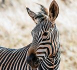 Retrato de Zebra, África do Sul — Fotografia de Stock