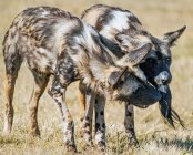Deux hyènes tachetées — Photo de stock