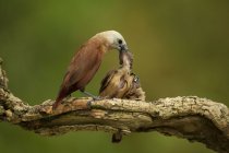Птица кормит двух цыпочек — стоковое фото