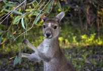 Cinza canguru comendo folhas, Austrália — Fotografia de Stock