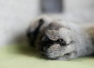 Кошачья лапа лежит на поверхности — стоковое фото