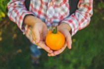Мальчик держит свежий спелый помидор — стоковое фото