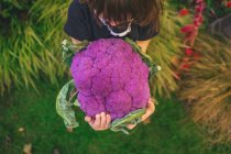 Девушка держит большую фиолетовую цветную капусту — стоковое фото