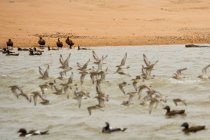 Flock of birds and seal — Stock Photo