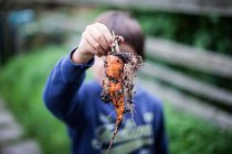 Rapaz segurando cenoura colhida — Fotografia de Stock