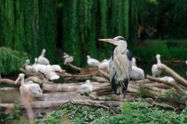 Цапли и пеликаны в зоопарке — стоковое фото
