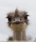 Ostrich beautiful eyes bird — Stock Photo