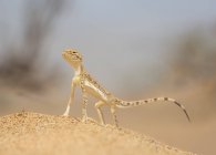 Agama wild lizard standing — Stock Photo