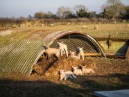 Corderos en el campo tomando el sol - foto de stock