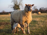 Ovelhas alimentando dois cordeiros no campo — Fotografia de Stock