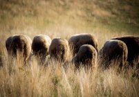 Зграя овець, що пасуться в полі — стокове фото