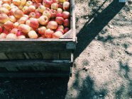 Pattern of fresh red apples — Stock Photo