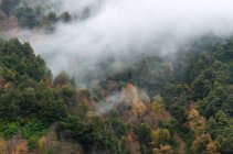 Niebla de otoño sobre el bosque - foto de stock