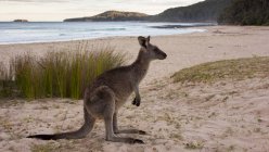 Kangaroo on Pebbly Beach — Stock Photo