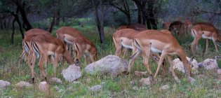 Mandria di Impalas al pascolo — Foto stock