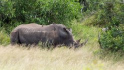 Vue latérale du rhinocéros dans le parc national — Photo de stock