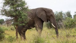 Vue latérale de l'éléphant dans le parc national — Photo de stock