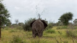 Elefante en el parque nacional de kruger - foto de stock