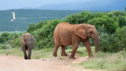 Dos elefantes africanos caminando por la carretera - foto de stock
