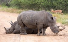 Dos rinocerontes e impala en el Parque Nacional - foto de stock