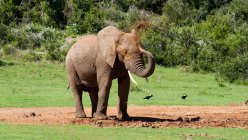 Elefante africano bañándose - foto de stock