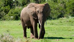 Elefante africano nella pianura di Aberdeen — Foto stock