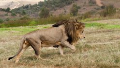 Vista lateral do leão caminhando no campo — Fotografia de Stock