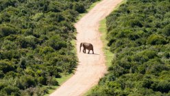 Éléphant d'Afrique traversant la route — Photo de stock