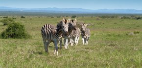 Herd of zebras in field — Stock Photo