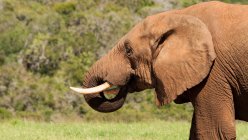 Retrato de elefante africano - foto de stock