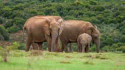 Семья слонов в Абердинской равнине — стоковое фото