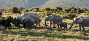 Стадо африканских слонов — стоковое фото