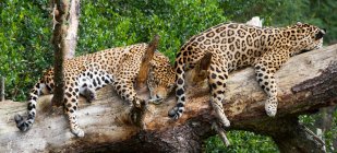 Dos jaguares acostados en el tronco del árbol - foto de stock
