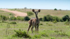 Antelope standing on field — Stock Photo