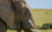 Cabeza de elefante africano - foto de stock